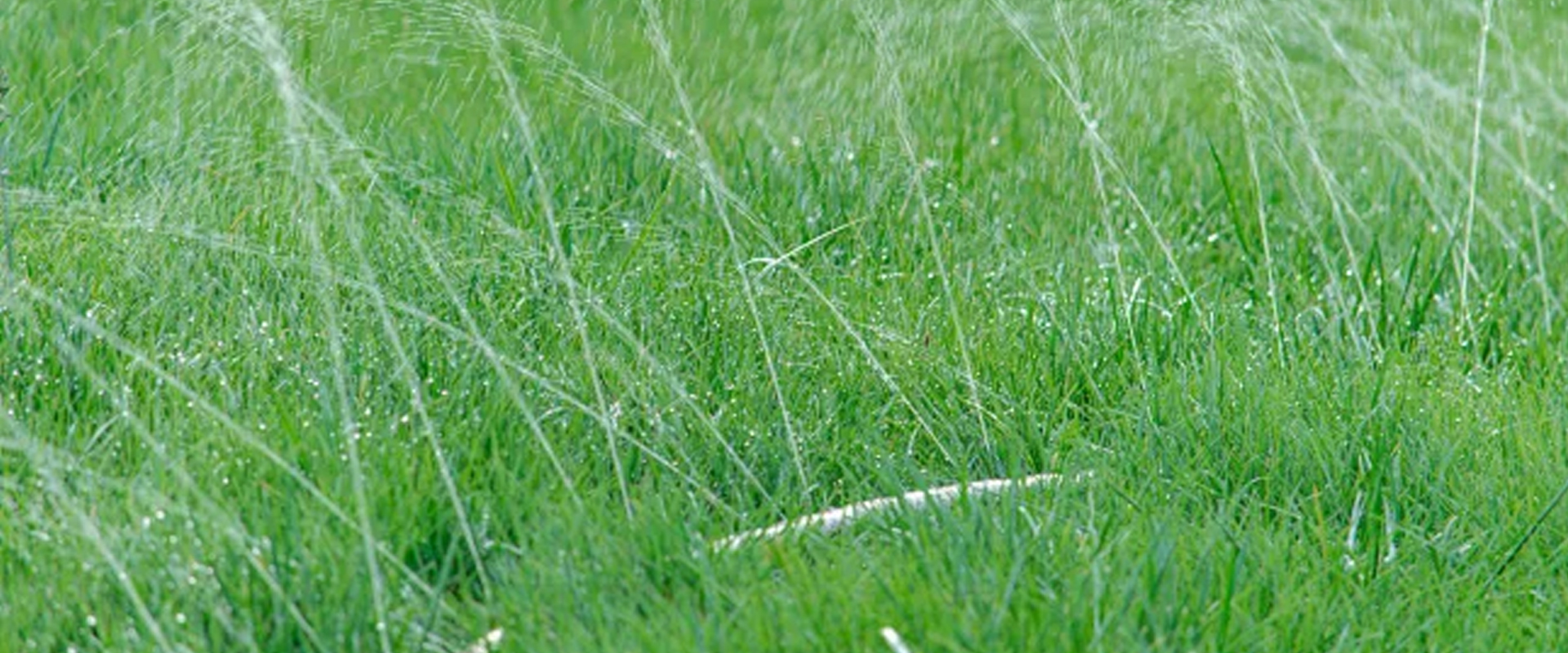 Sprinkler Hose